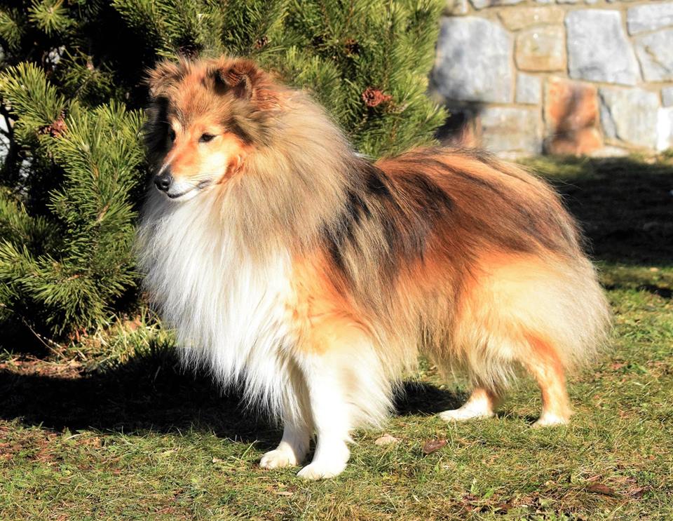 Kashmir Sparks of the Tempest